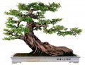 Nghệ Thuật Chơi Cây Cảnh