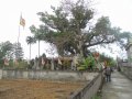 Đền Hoàng Cô dưới gốc cây Dã hương cổ