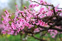 Đào tết (ảnh: trên mạng)