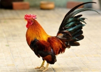 Đặt gà cúng trên bàn thờ đúng cách