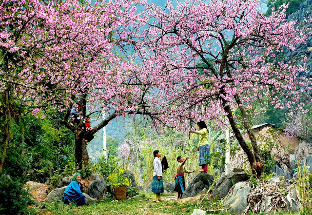 Đào rừng