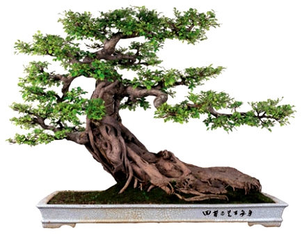 Nghệ Thuật Chơi Cây Cảnh